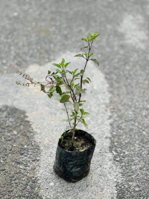 Tulsi Shyma