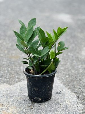 Zz Green