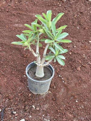 Adenium