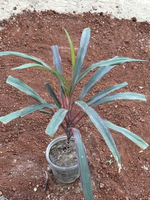 Dracaena-Green