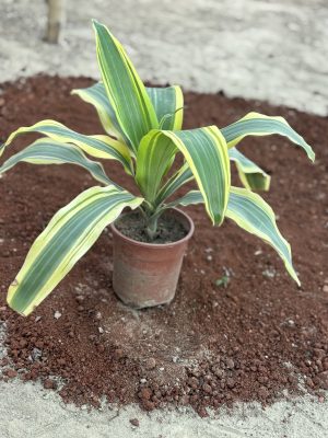 Dracaena-Victoria