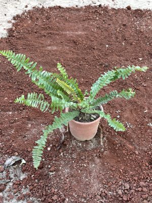 Fern Green