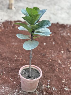 Fig Plant