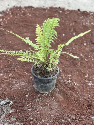 Golden Fern