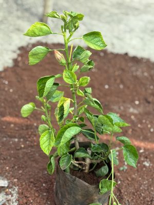 Hibiscus