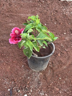 Hibiscus Pink