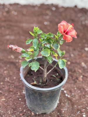 Hibiscus-Red