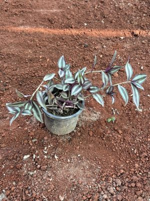 Jew Plant