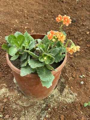Kalanchoe Orange