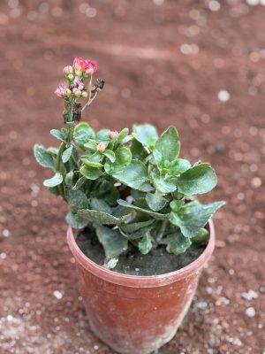 Kalanchoe Pink