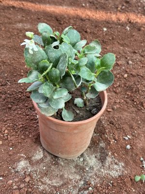 Kalanchoe White