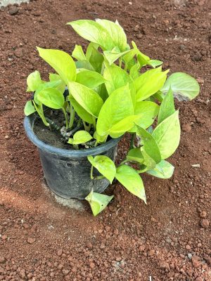 Money Plant Golden