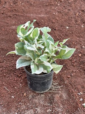 Money Plant Marble