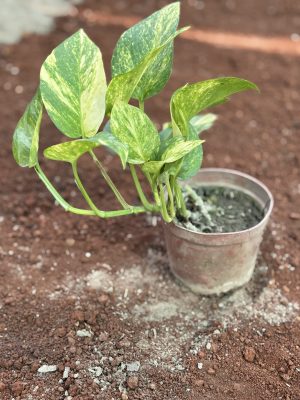 Money Plant Variegated