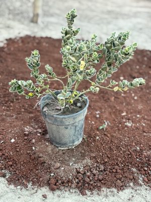 Natal Plum