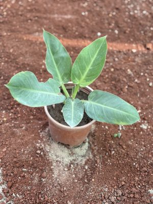 Philodendron Renauxi