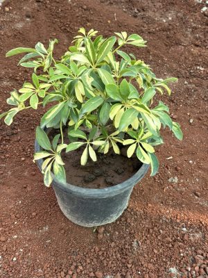 Saplera