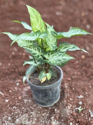 Syngonium Dark Green