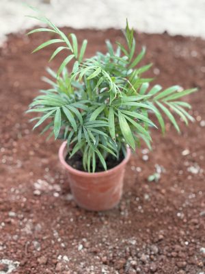 Table Top Areca Palm