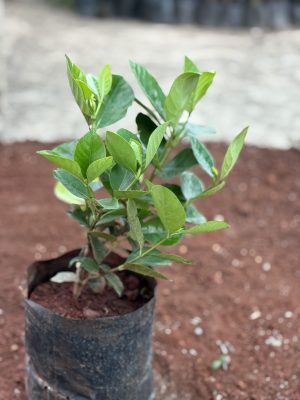 Thailand Gardenia