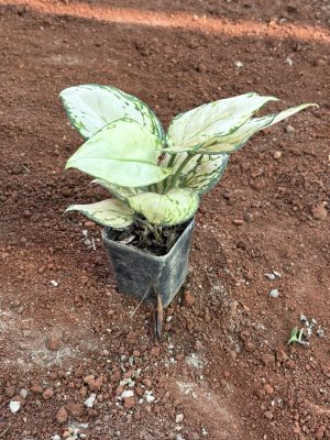 White Aglaonema