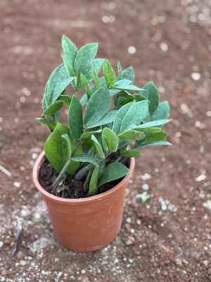 Zz Plant