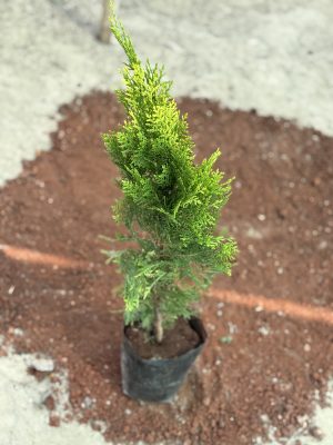 Thuja
