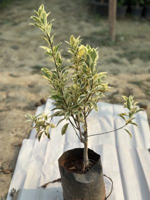 Ficus Safari