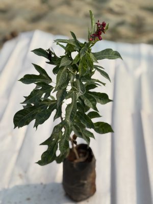 Jatropha
