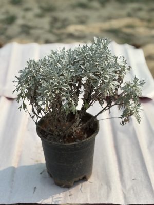 Lavender Ori
