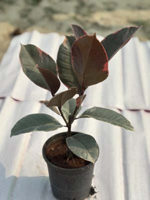 Rubber Plant Hybrid