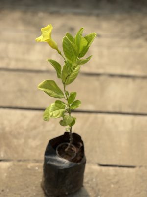 Allmanda Yellow