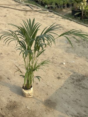 Areca Palm