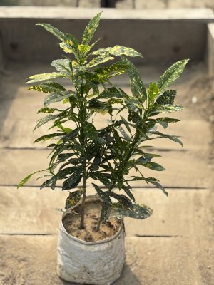 Baby Croton