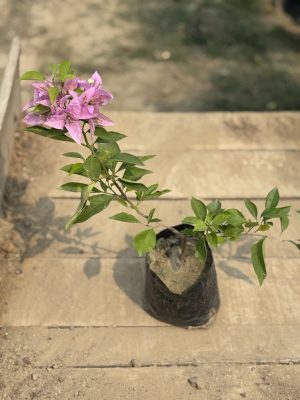 Bougainvillea Pink
