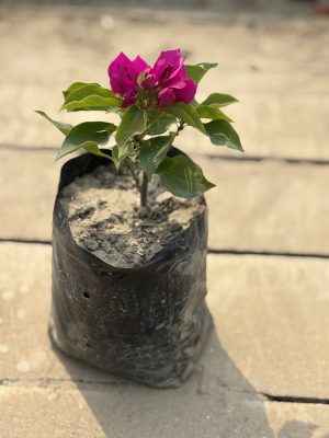 Bougainvillea Purple