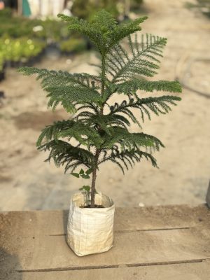 Christmass Tree