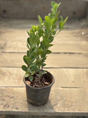 Ficus Microcarpa