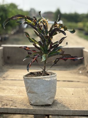 Gold Bell Croton