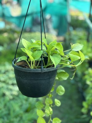 Money Plant Hanging