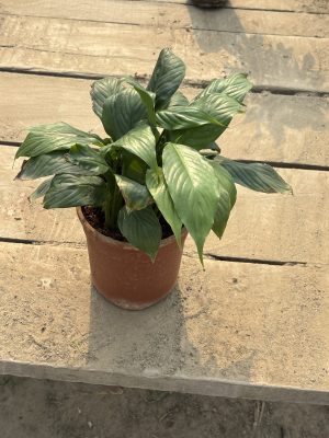 Peace Lilly