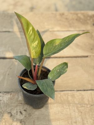 Philodendron Renauxi