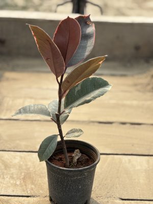 Rubber Plant Hybrid