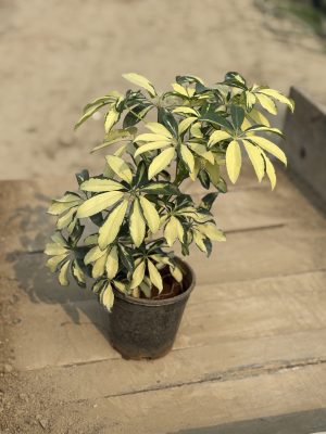 Saplera Large