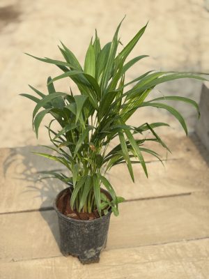 Table Top Areca Palm