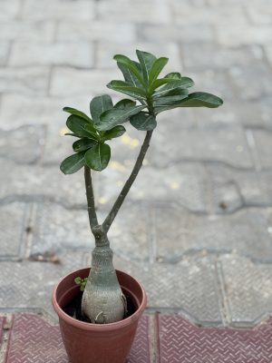 Adenium