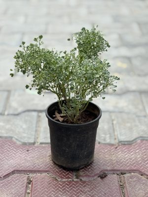 Aralia