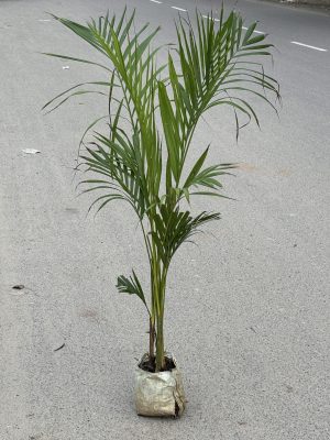 Areca Plam