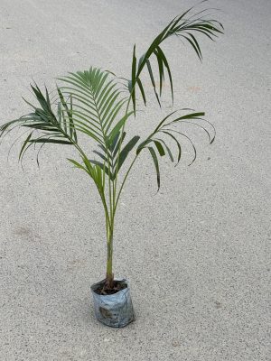 Areca Palm Small