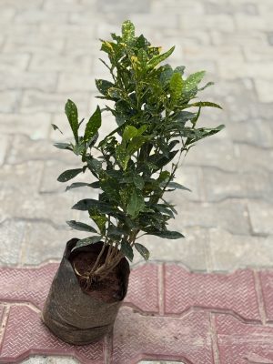 Baby Croton